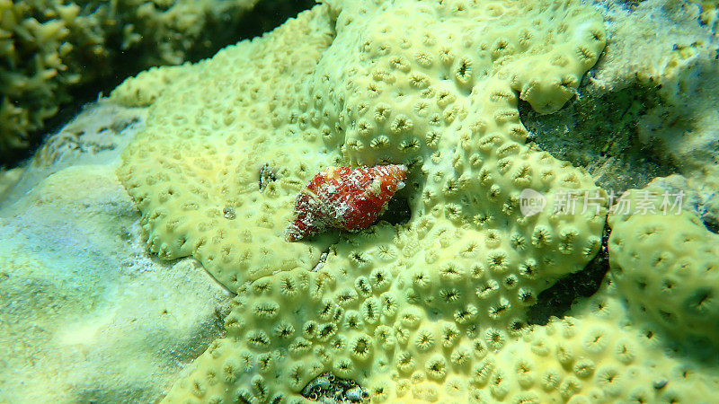 红海海底的海蜗牛Septa marerubrum和橡胶珊瑚或橡胶珊瑚虫，包覆珊瑚虫(Palythoa结核菌)